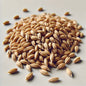 Golvmältad böhmisk pilsnermalt 1 kg
